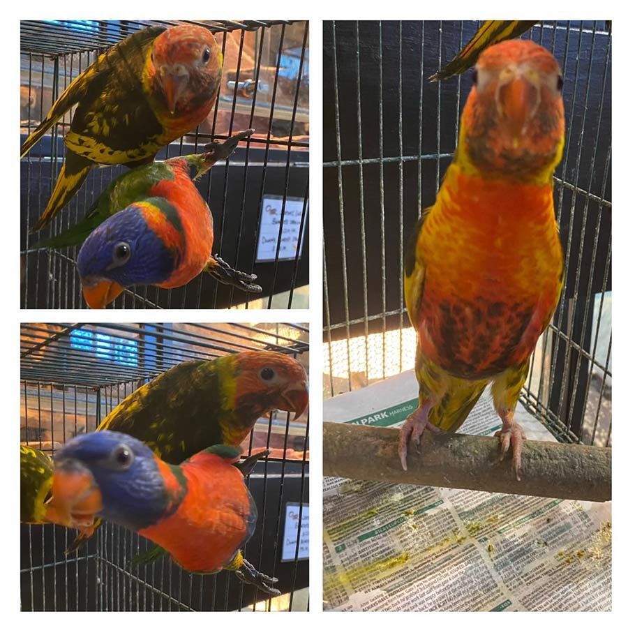 A Collage of Four Pictures of Colourful Birds in a Cage — Mackay City Pet Barn in Moranbah, QLD