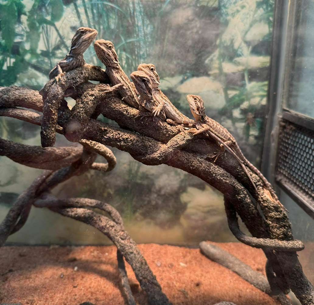 A Group of Lizards Are Sitting on a Branch in a Cage — Mackay City Pet Barn in Proserpine, QLD