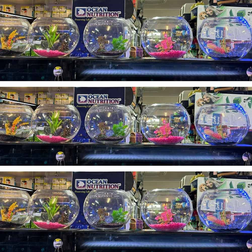 A Row of Fish Bowls Are Lined Up on a Shelf in a Store — Mackay City Pet Barn in Proserpine, QLD