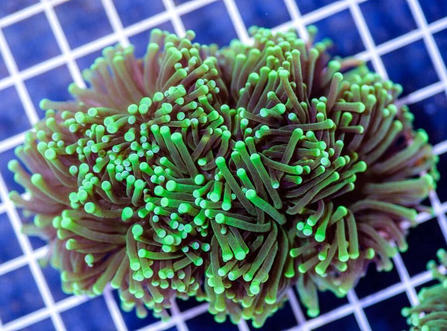 Beautiful Coral - Pet Supplies in Mackay