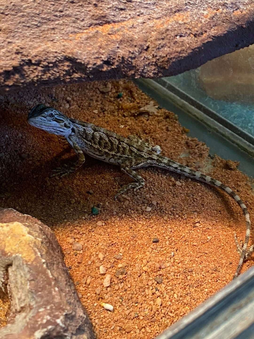 Lizard in Sand - Pet Supplies in Mackay