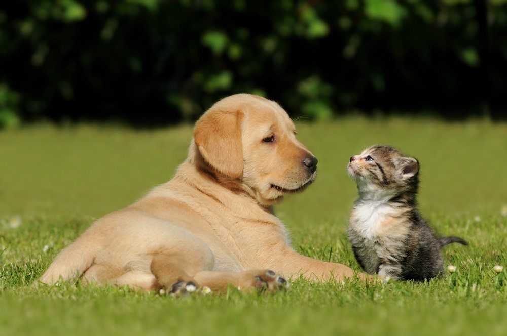 Puppy and Kitten - Pet Supplies in Mackay