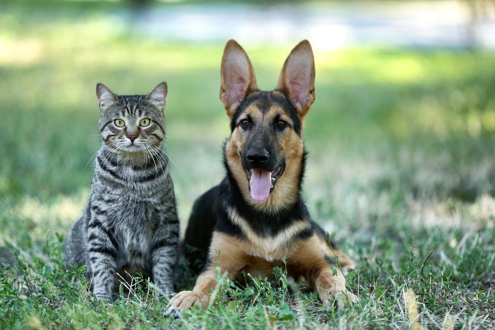 Dog and Cat Sitting on Grass- Pet Supplies in Mackay