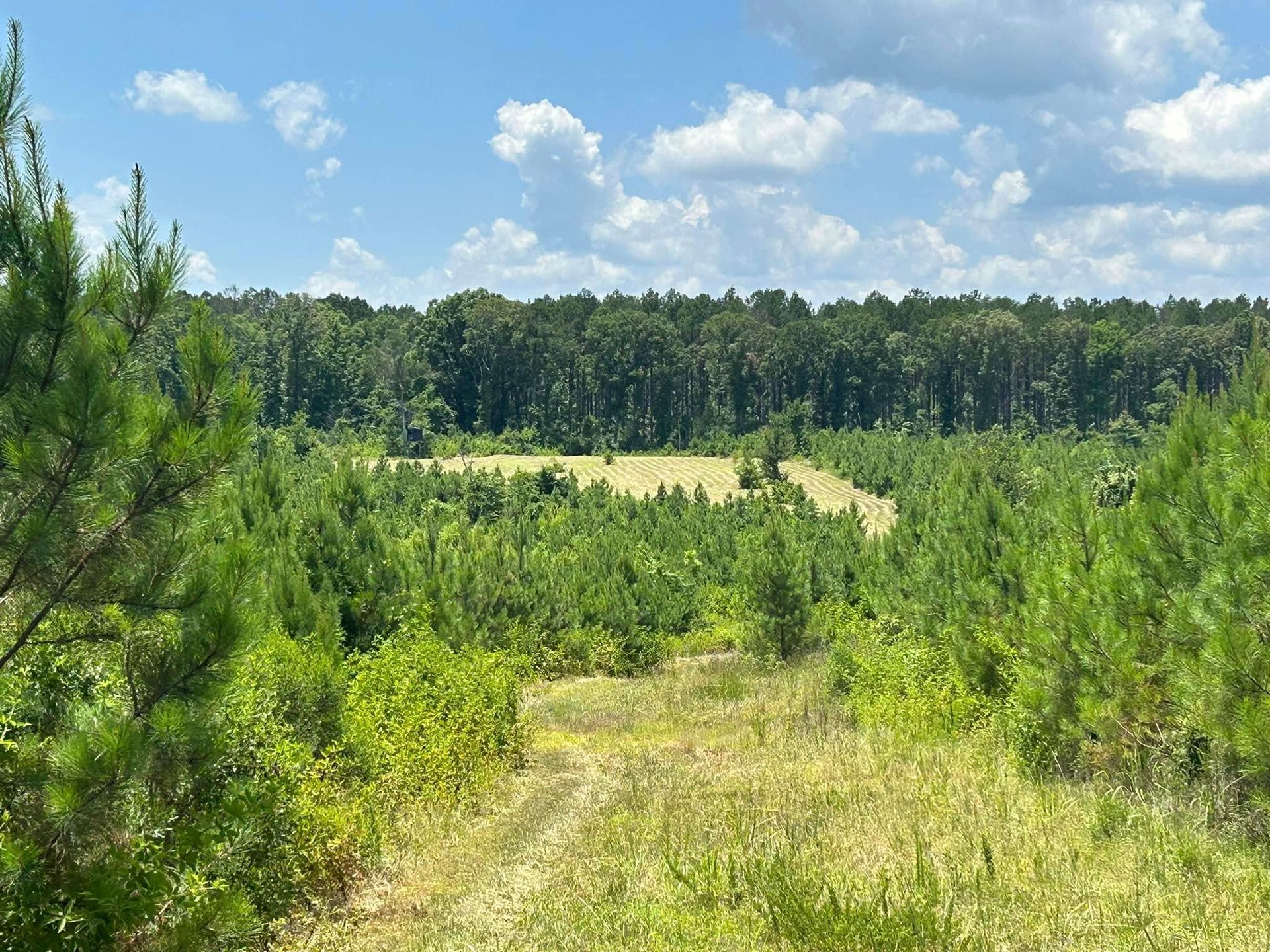 A sunny, grassy clearing in a pine forest, with a dirt path leading toward the woods. Blue sky with clouds.