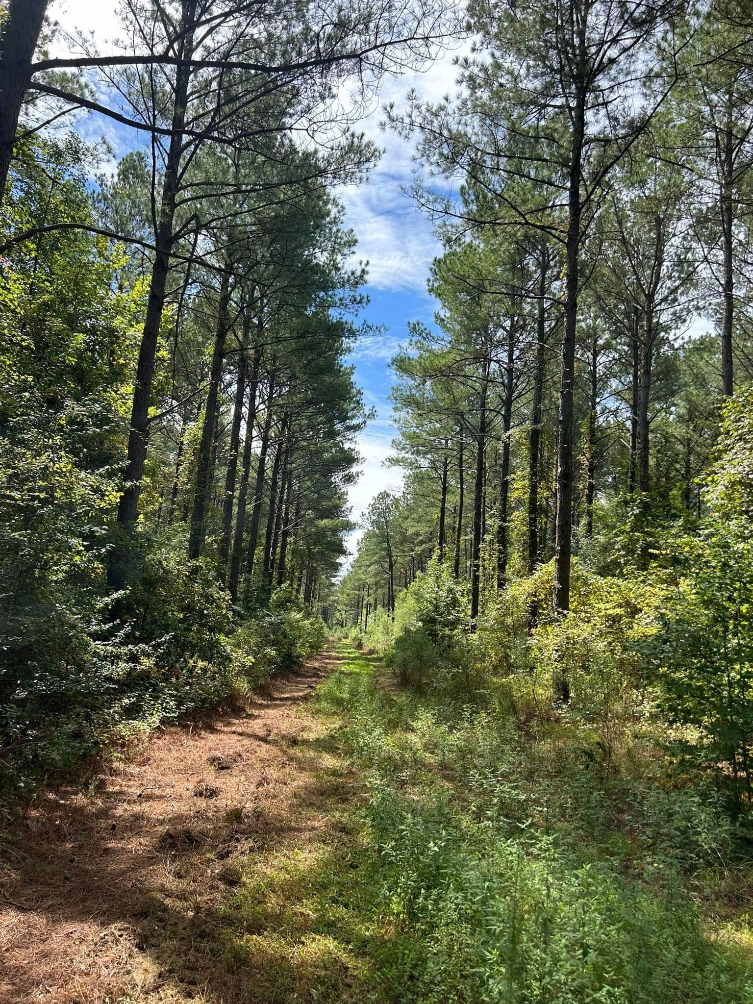 A dirt path winds through a forest of tall, slender trees towards a bright blue sky with clouds.