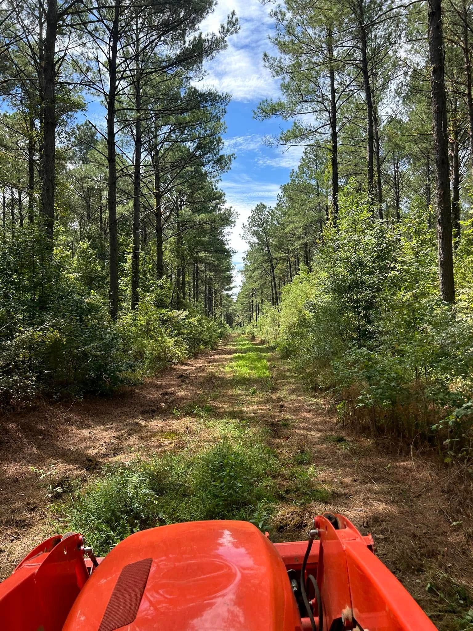 A tractor's orange hood foregrounds a dirt path cleared through a forest of tall green trees, bright blue sky visible above.