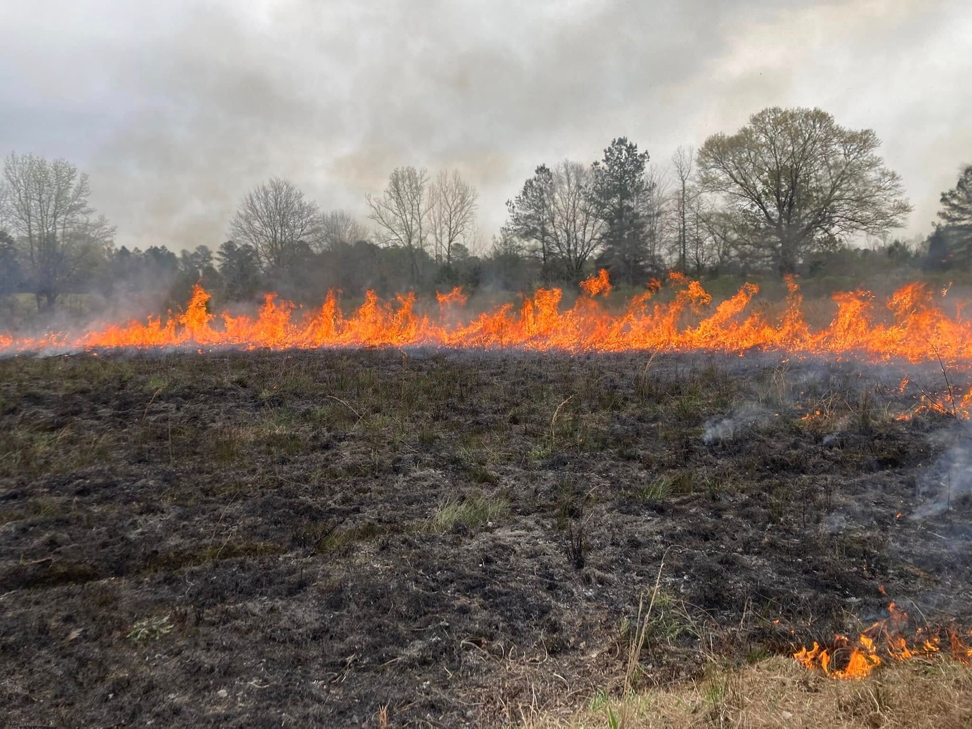 A controlled burn in a field with tall flames engulfing dry vegetation, trees and a cloudy sky in the background.