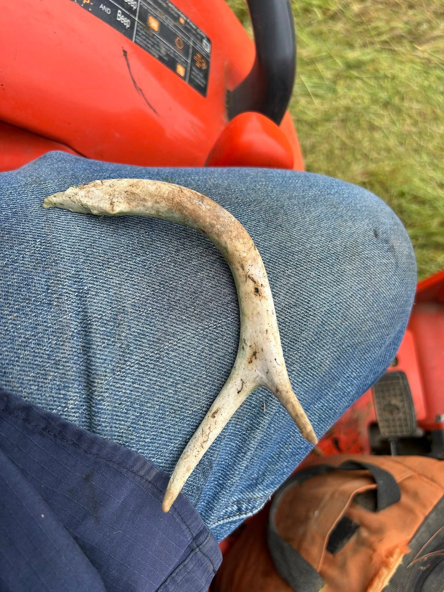 A shed deer antler rests on a person's blue jeans, with an orange tractor visible in the background.