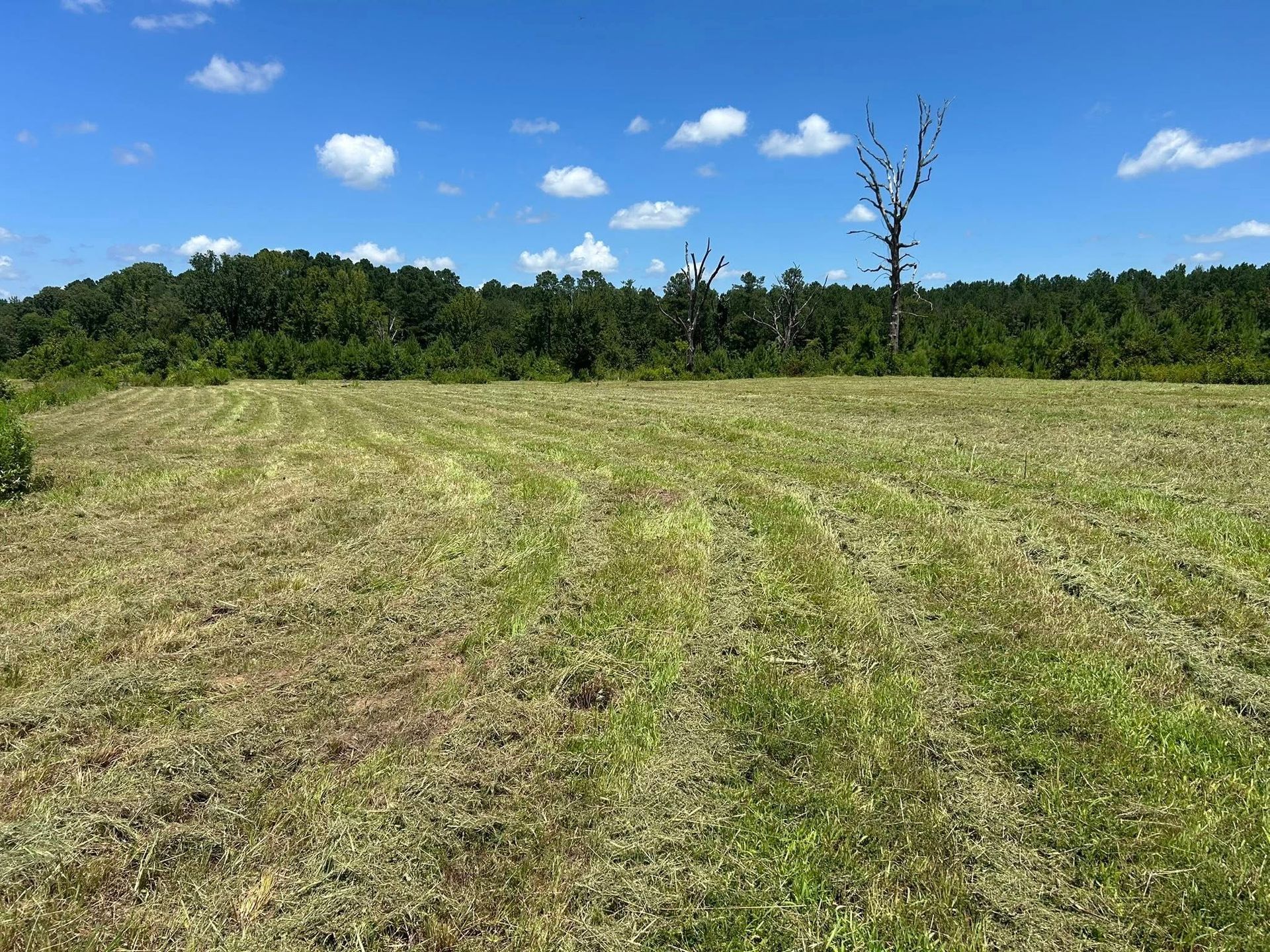Mowed grassy field with forest in the background under a bright blue sky with sparse clouds; dead trees stand in the forest.