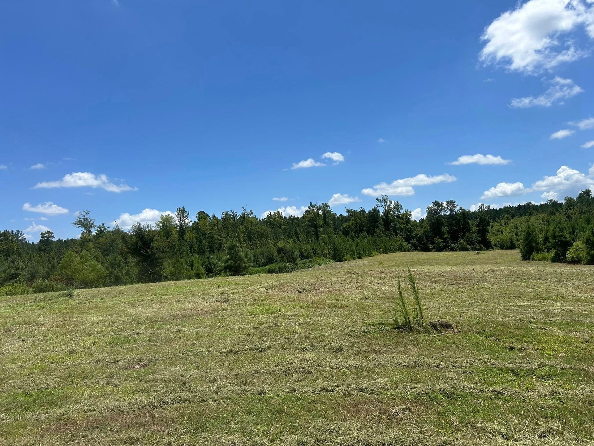Grassy field with a line of trees in the background under a bright blue sky with fluffy white clouds.