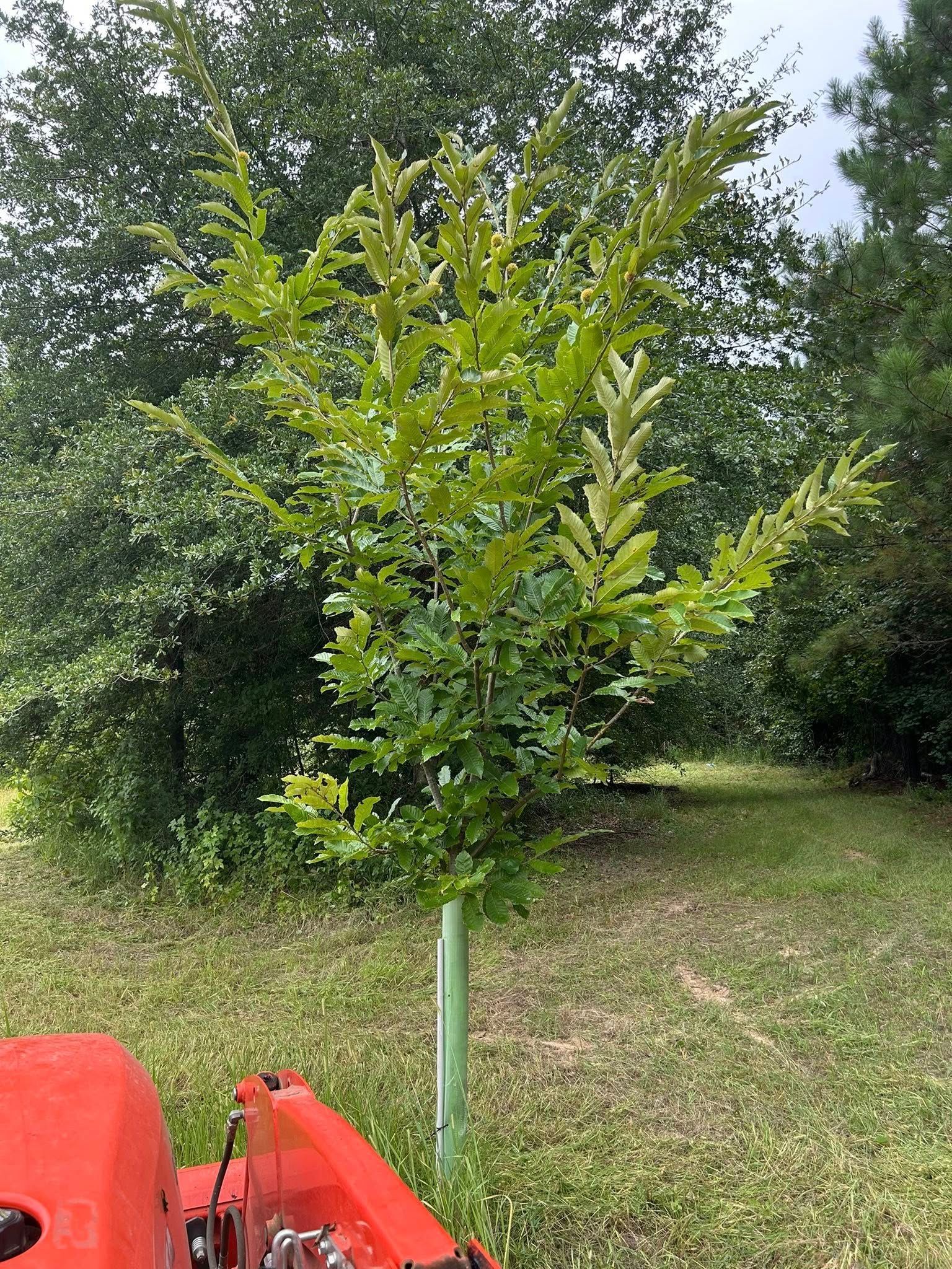 A small, young tree with light green leaves stands in a grassy field, supported by a green tree protector. An orange lawnmower is in the lower left corner.