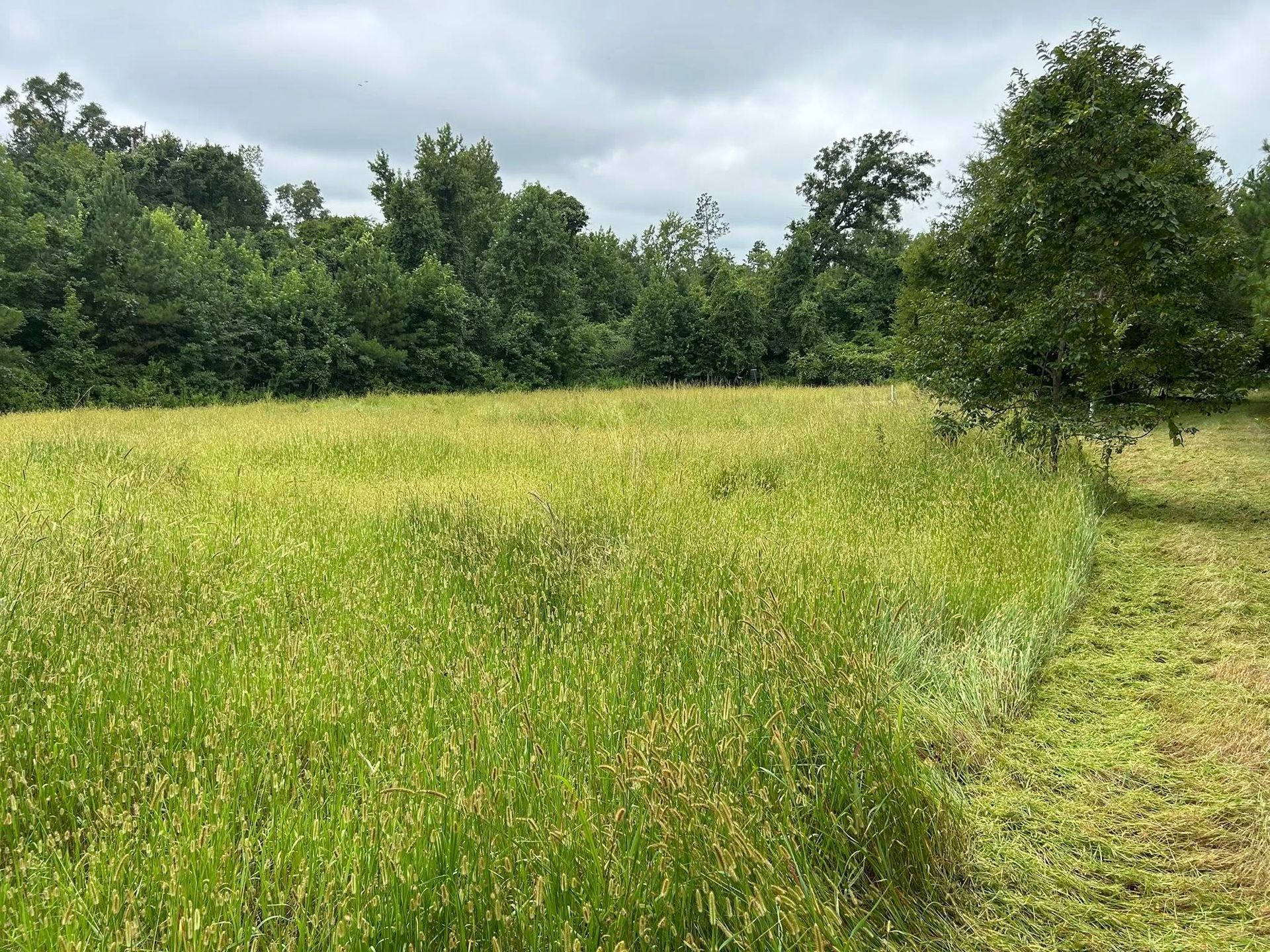 A field of tall green grass with a recently mowed edge, trees in the background, under a cloudy sky.