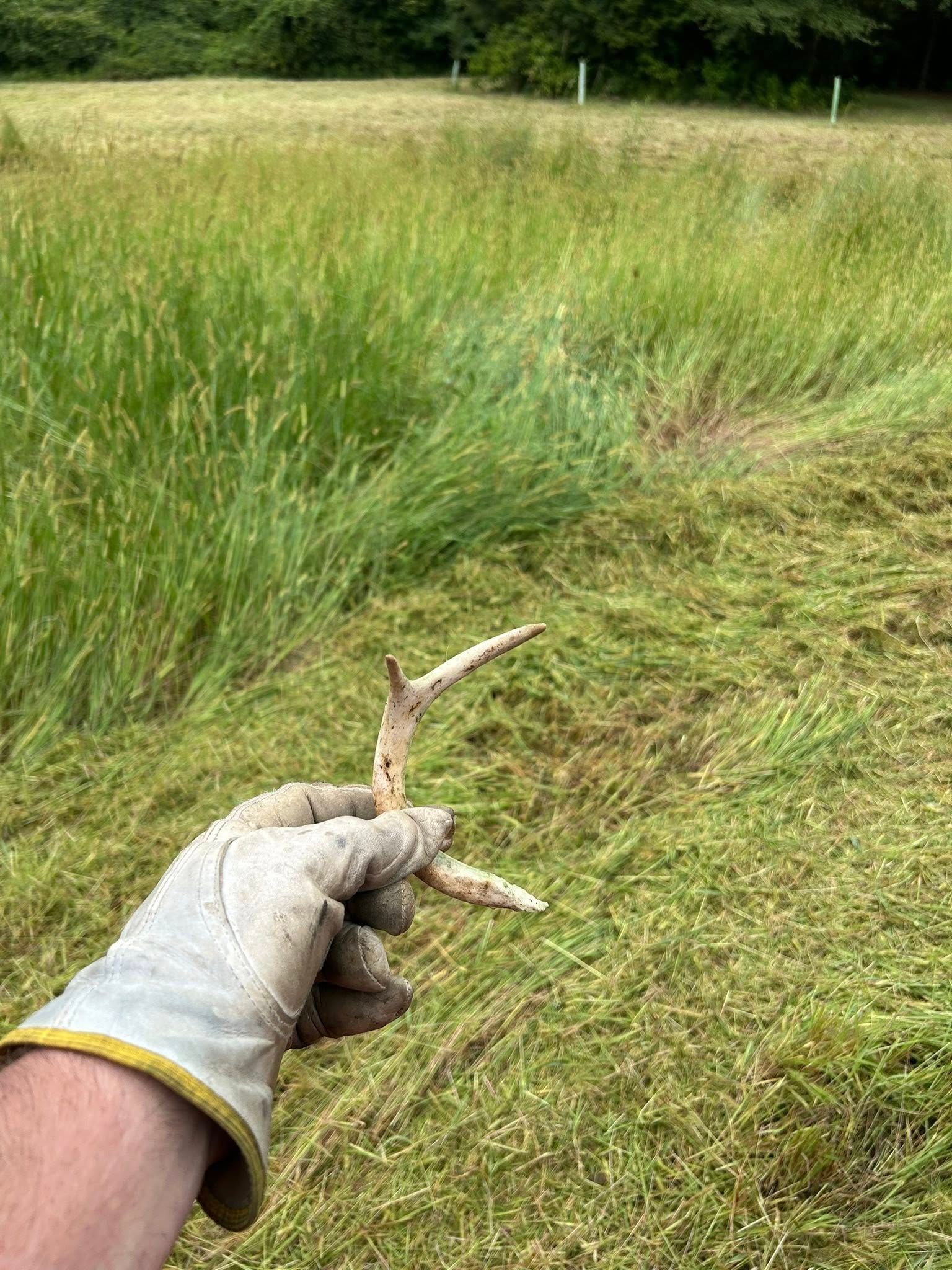 Hand holding a deer antler in a grassy field, some of which has been mowed. Glove visible.