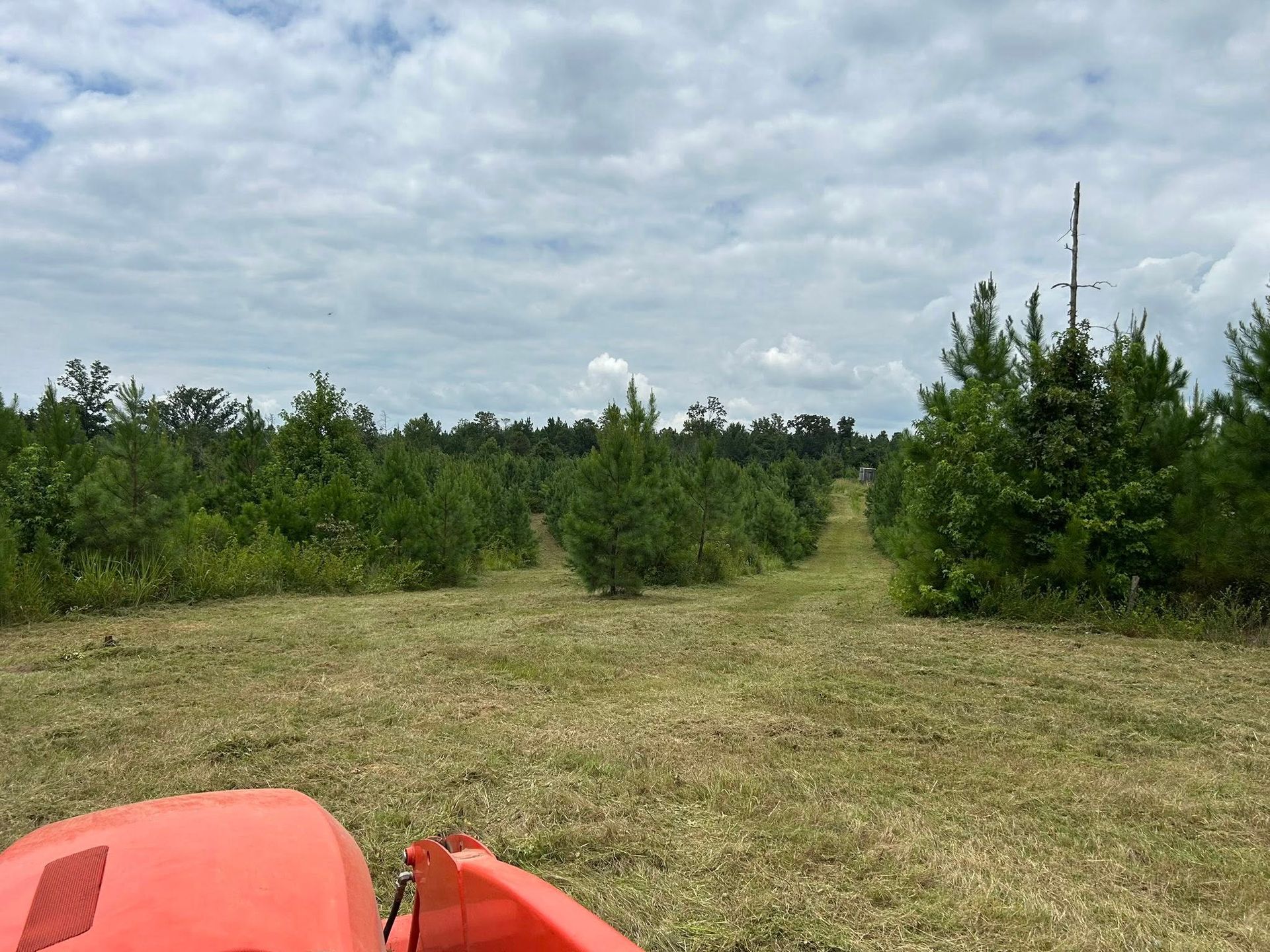 A tractor mows grass between rows of young pine trees in a field under a cloudy sky.