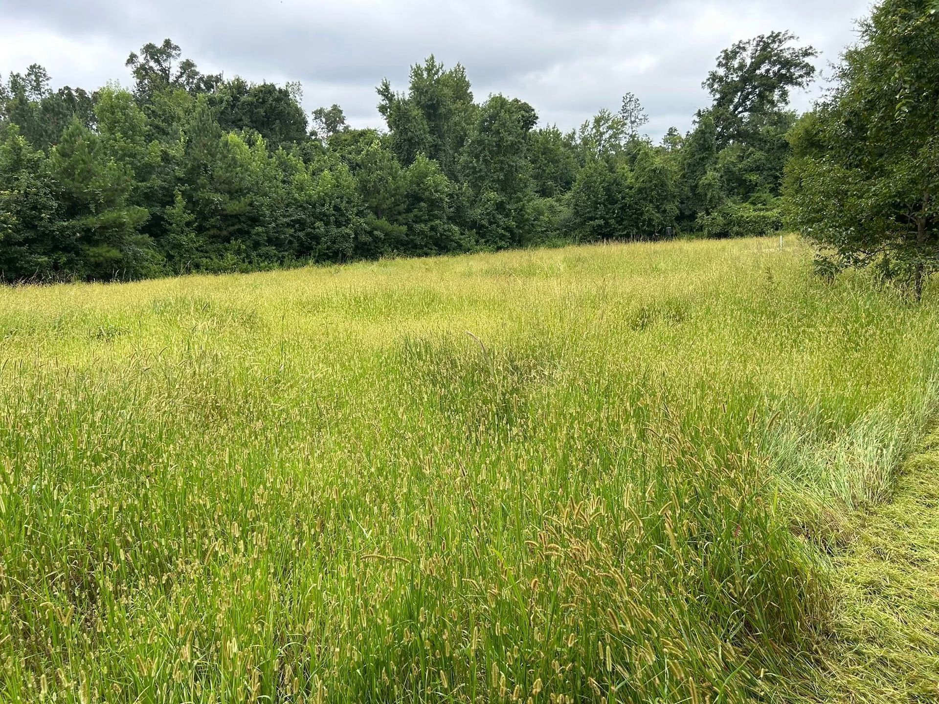 A grassy field with patches of yellow-green vegetation borders a tree line under a cloudy sky.