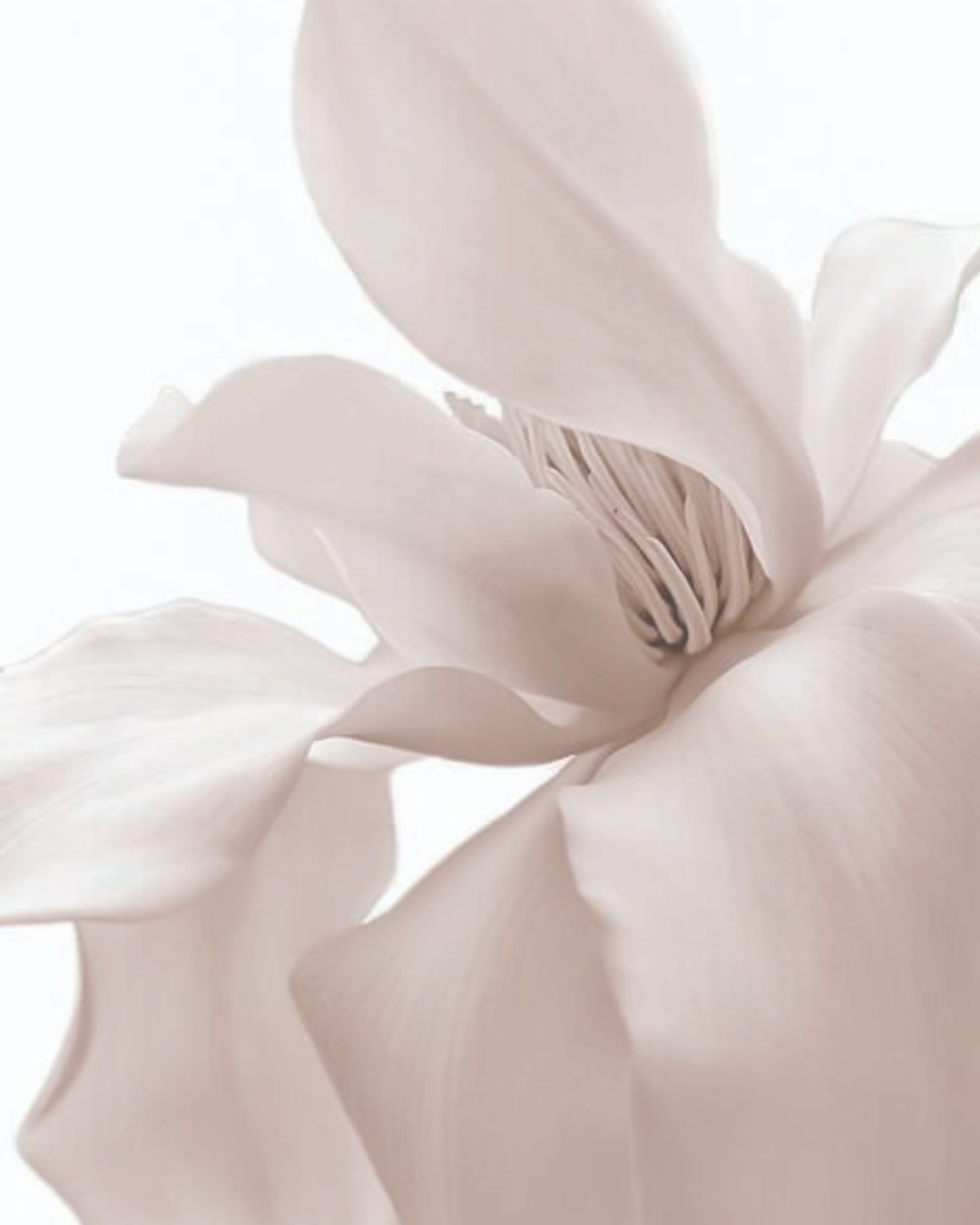 Feng Shui Home Scents