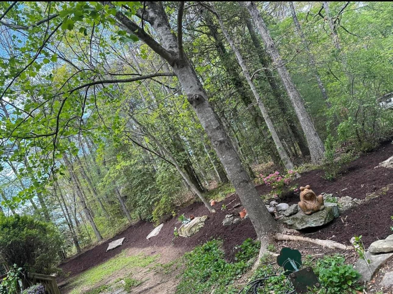 A lush green forest with lots of trees and rocks