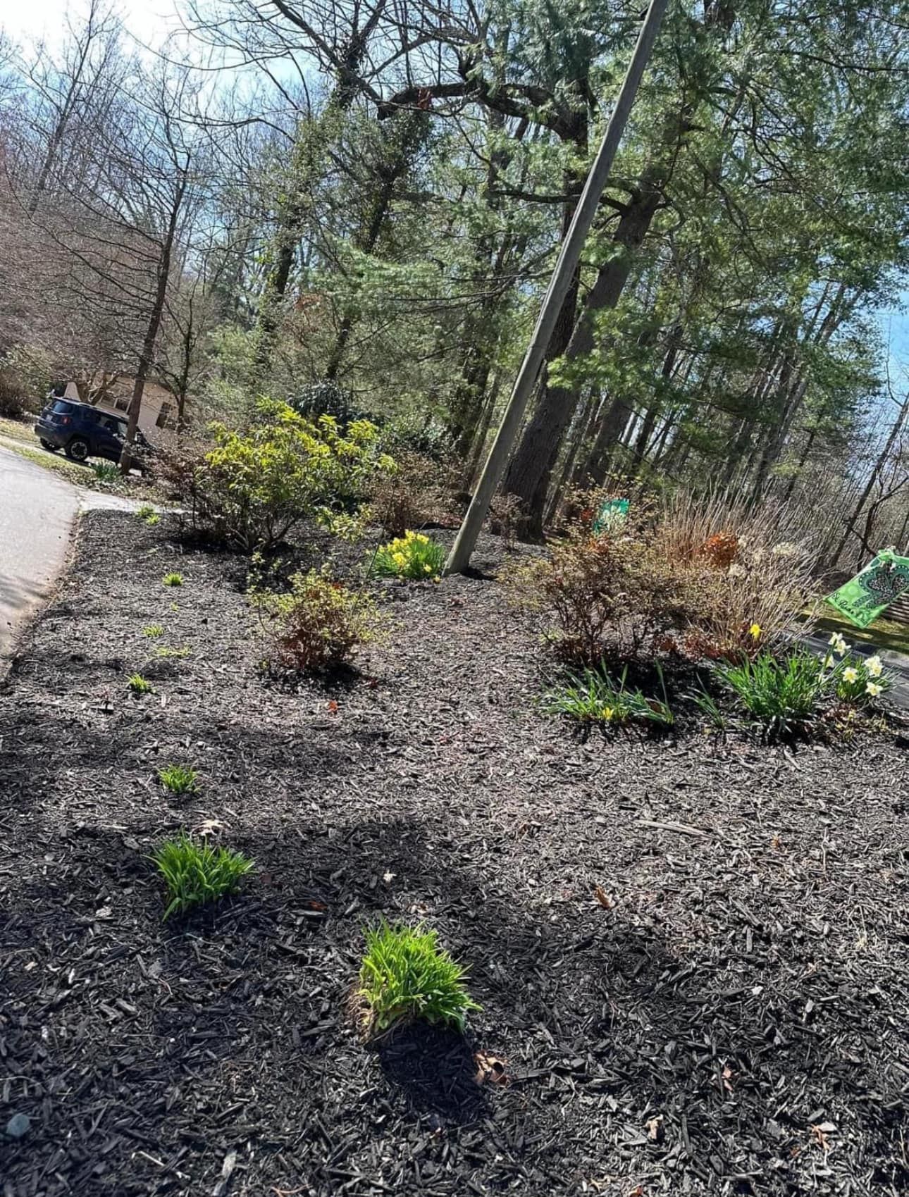 A garden filled with lots of plants and trees.