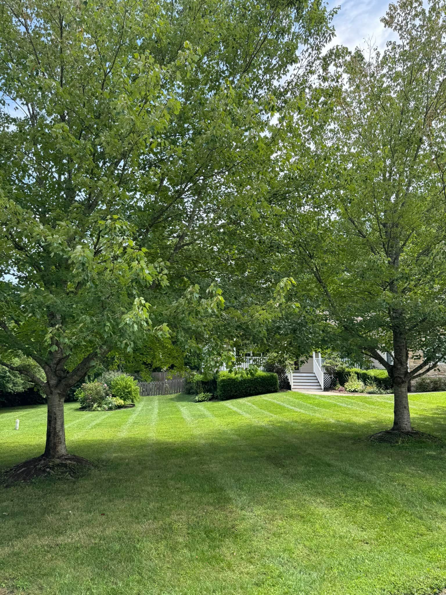 There are two trees in the middle of a lush green field.
