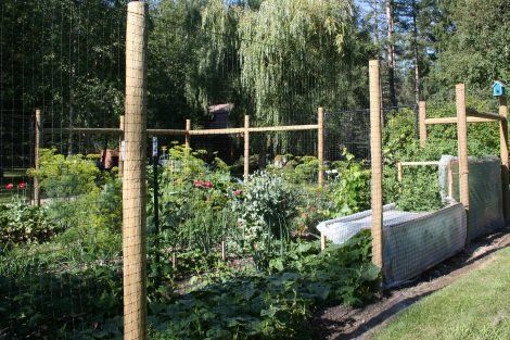 A garden with a wooden fence and lots of plants