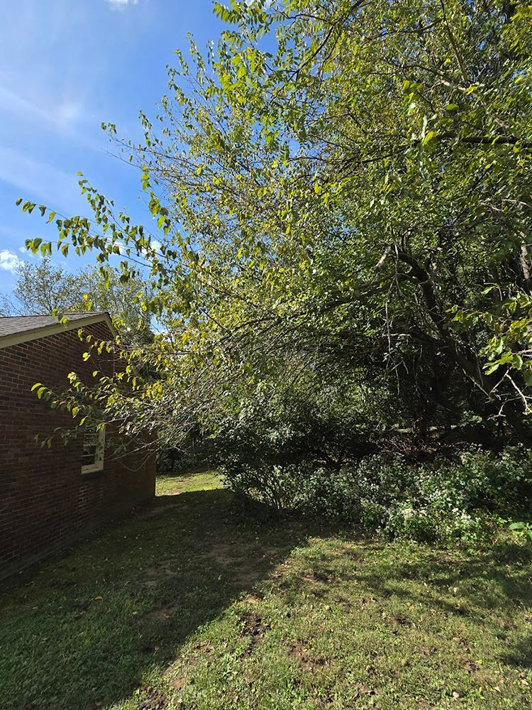 Before trimming of encroaching bush next to house.