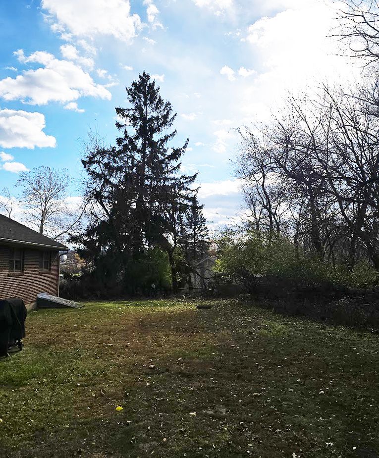 After removal of dead tree.