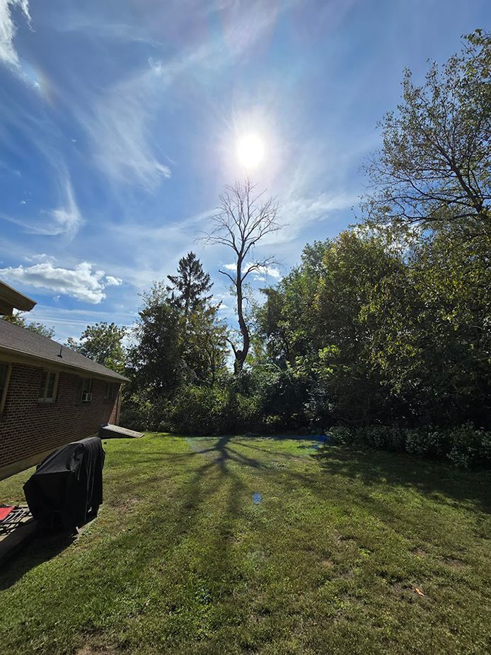 Before removal of dead tree.