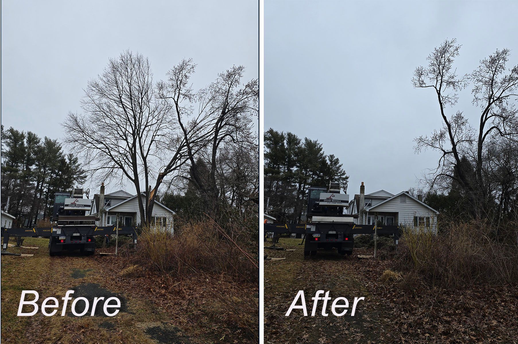 Tree Removal in Reading PA
