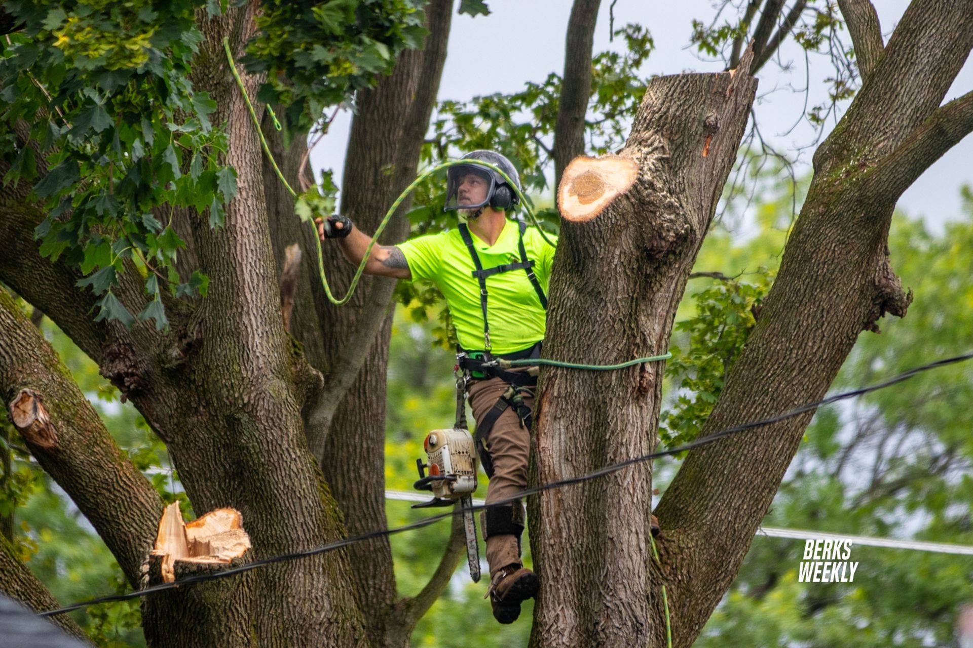Arborist cutting tree branches, wearing safety gear and using a chainsaw.