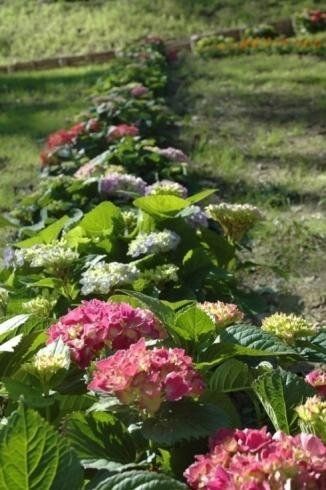 realizzazione di viali