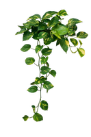 Una pianta di pothos in vaso con steli ricadenti e foglie verdi a forma di cuore con variegature gialle.