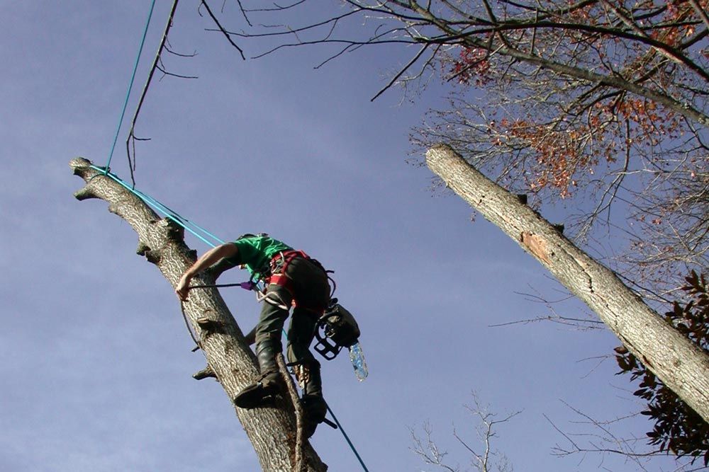 UTILITY ARBORICULTURE