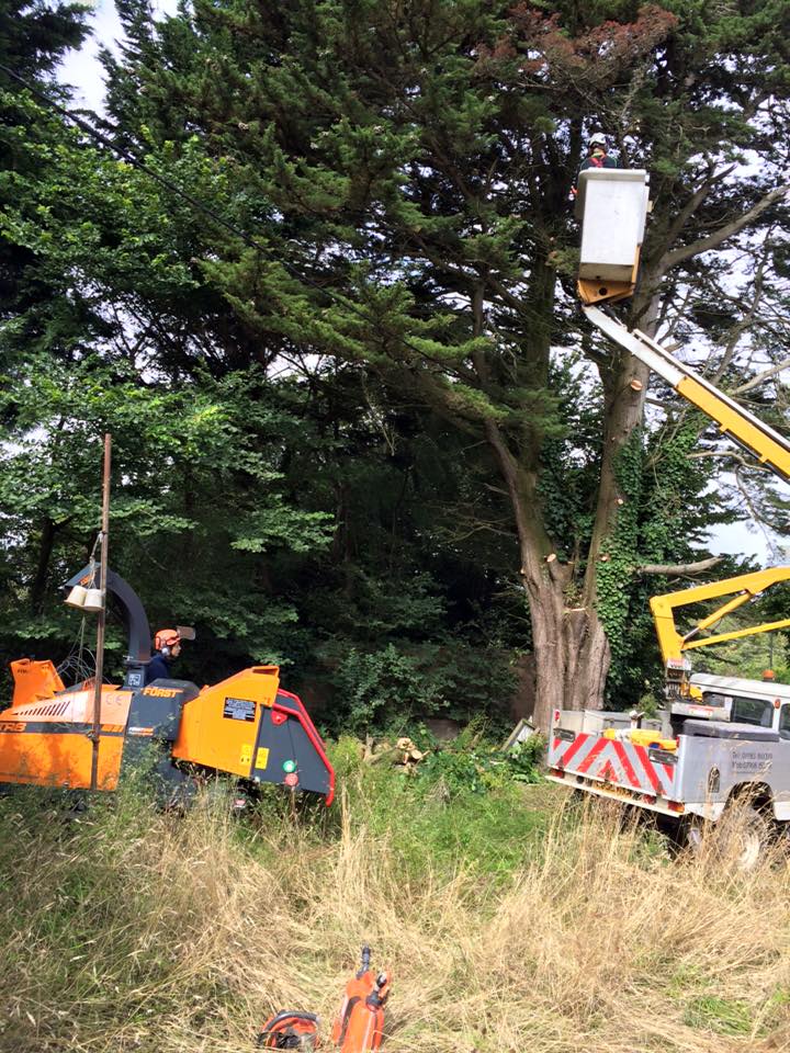 cherry picker for tree services