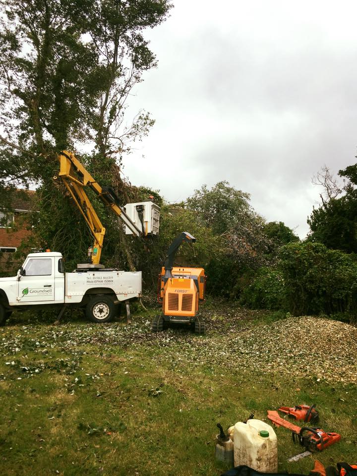 tree removal