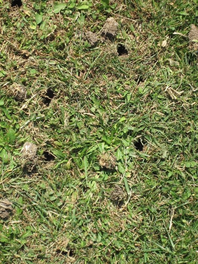Holes On The Soil Where Bushes Are Removed - Columbus, OH - High Grass Lawncare, LLC