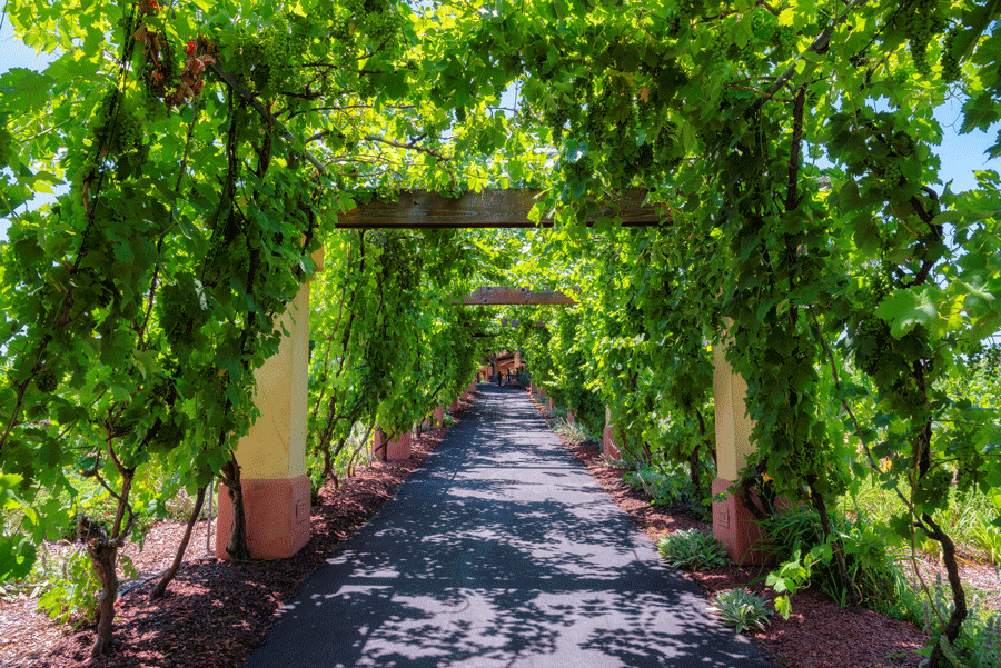A Row of Vines Covering a Path in A Vineyard.
