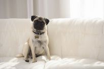 Dog sitting on white sofa cleaned by our upholstery cleaners in Malua Bay