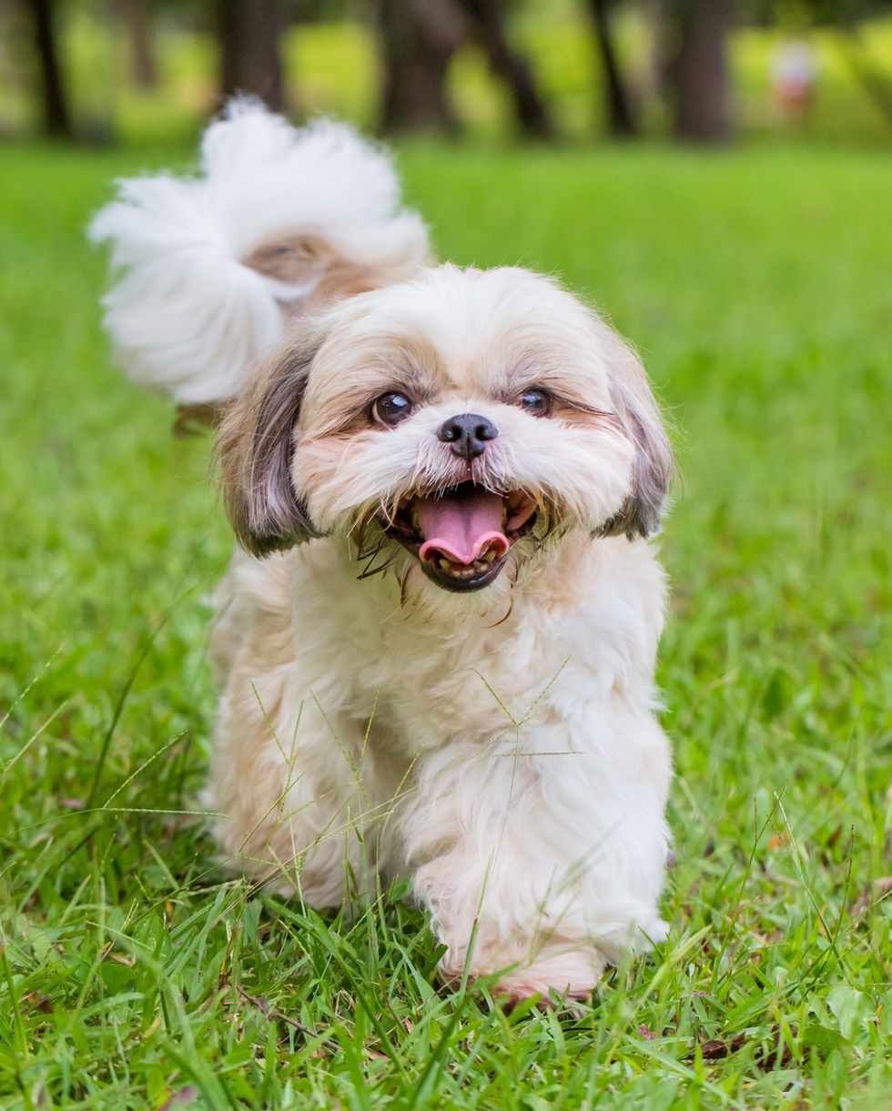 Person Walking Dogs In Sunny Park