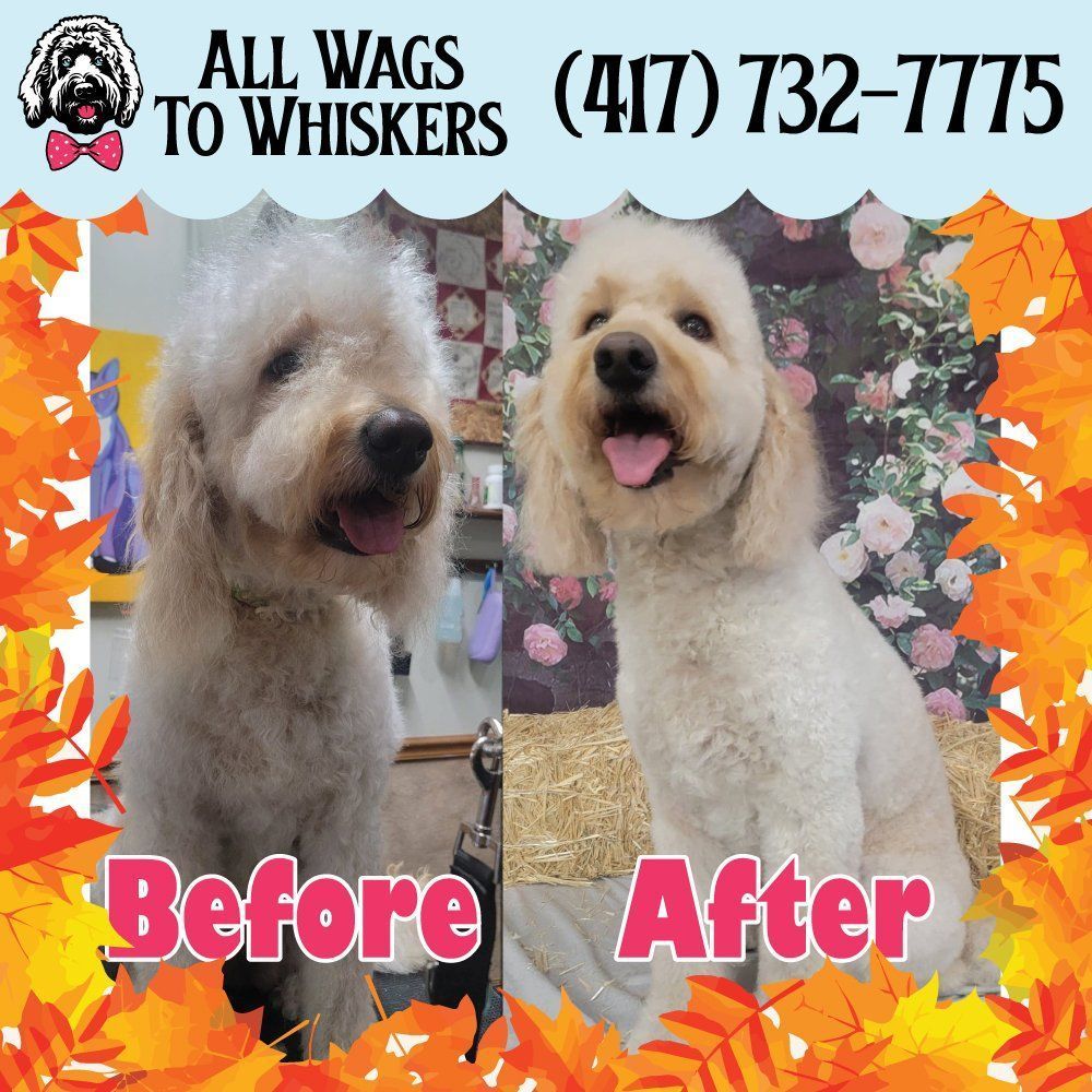 Dog Grooming Before And After