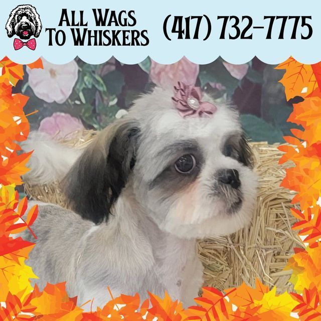 Shih Tzu