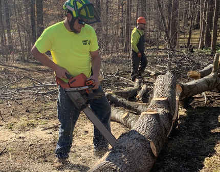 A man cutting trees — Mocksville, NC — Canopy Tree Service