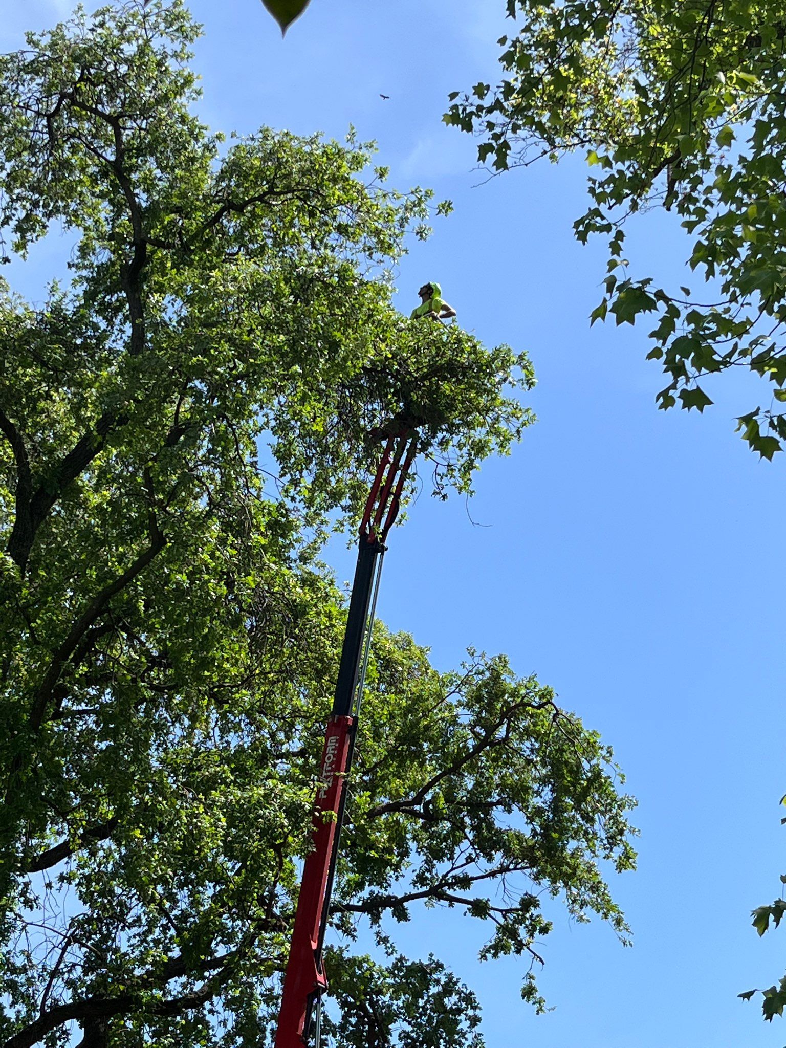 About Trees pruning a tree in Redding, CA