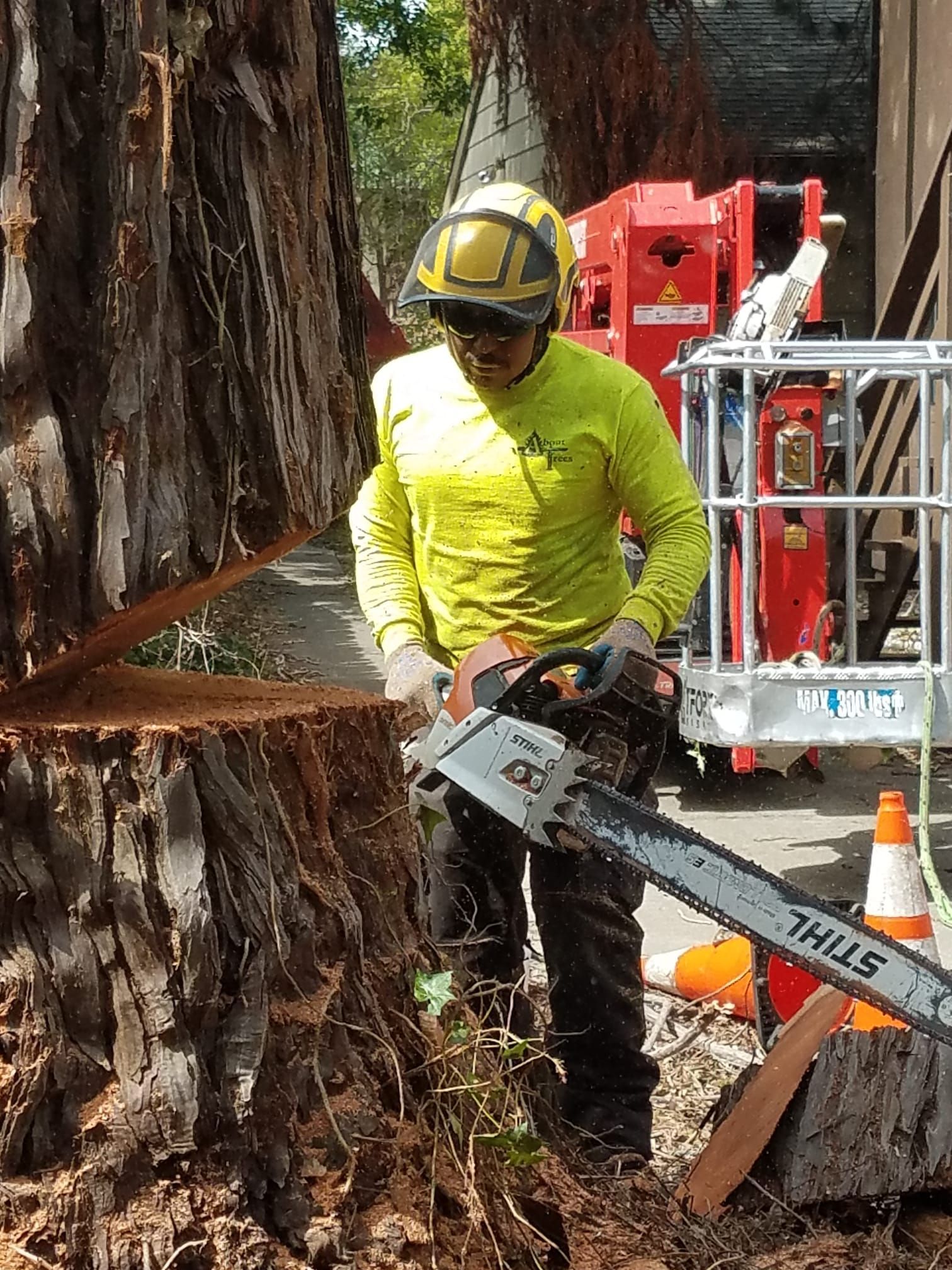 About Trees doing a tree removal in Redding, CA