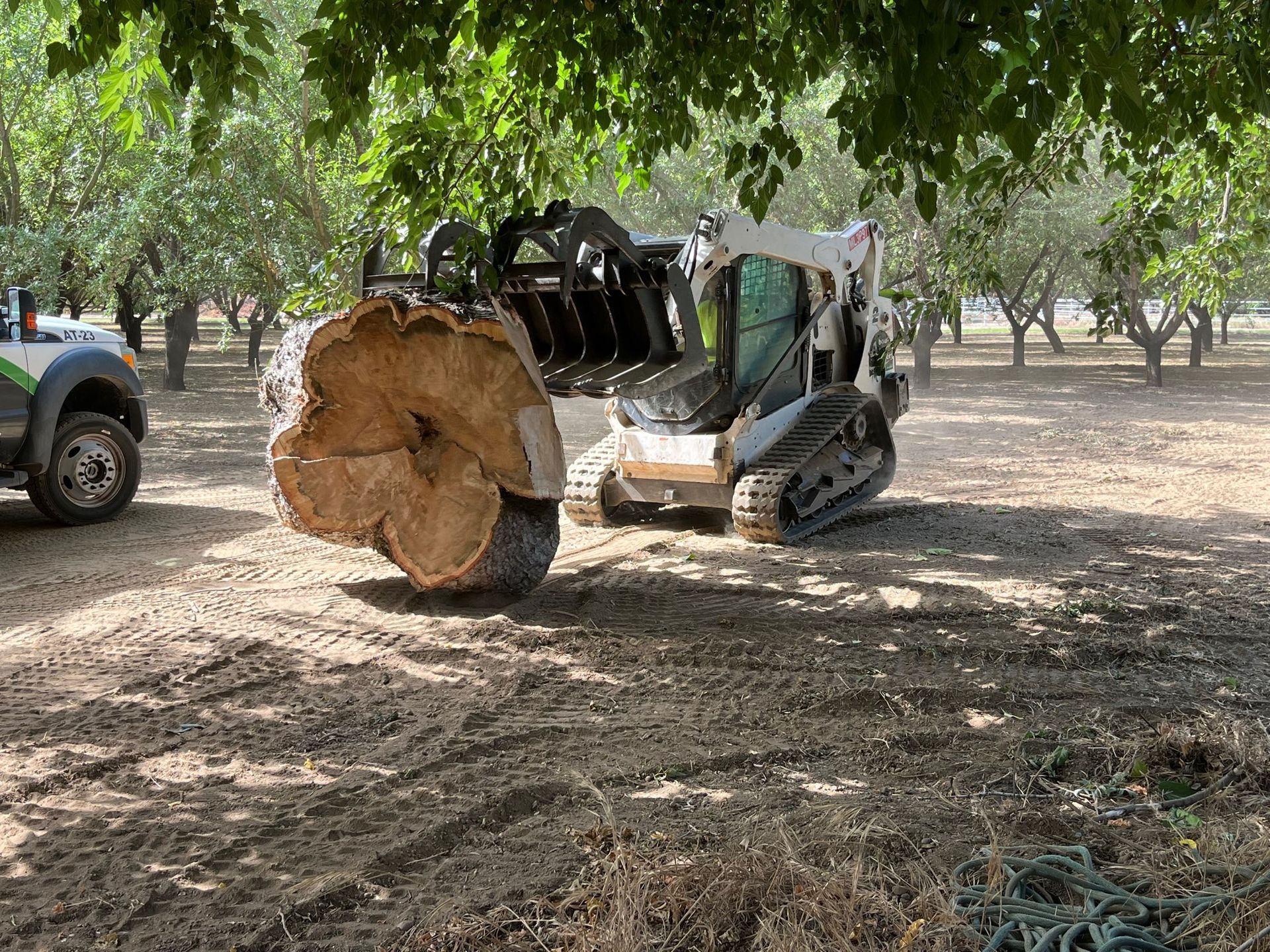 About Trees Removing a Tree in Redding, CA