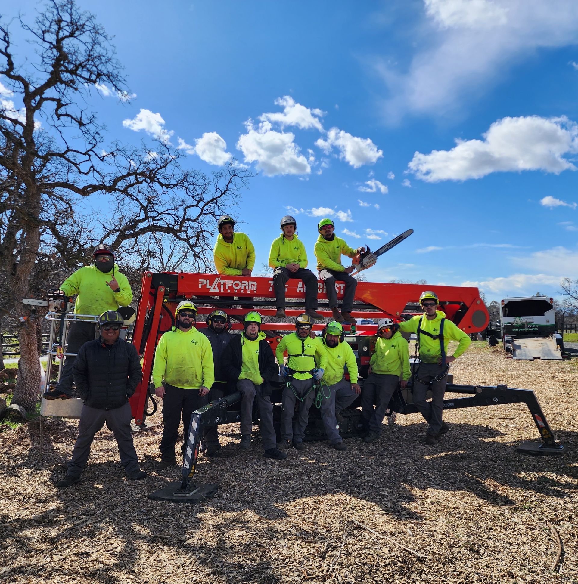About Trees Redding, Chico, CA Tree Services