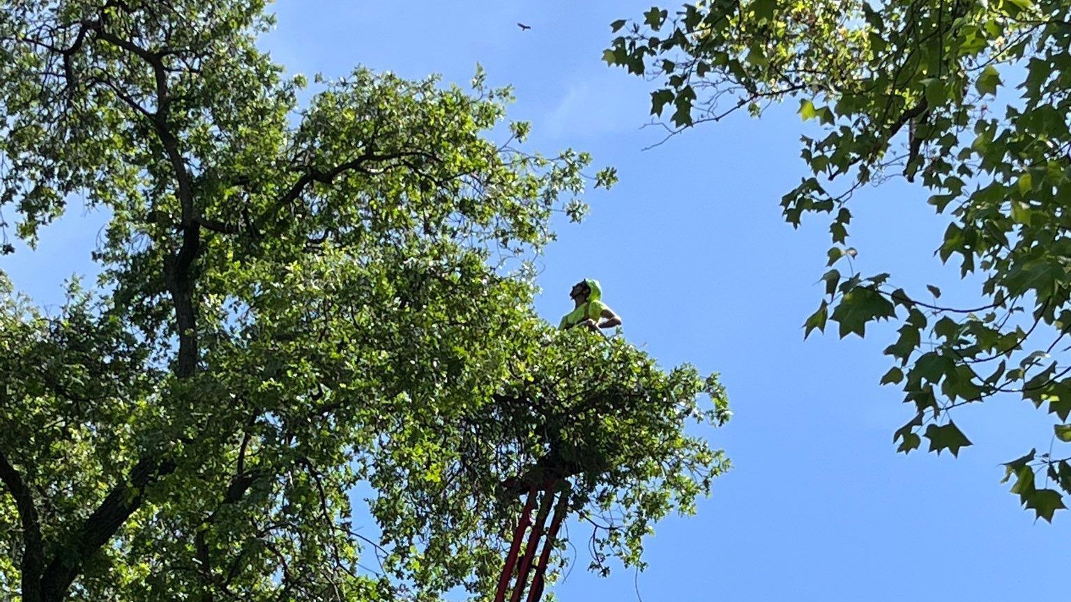 A man in a yellow shirt and safety vest is using a tool to cut down a tree