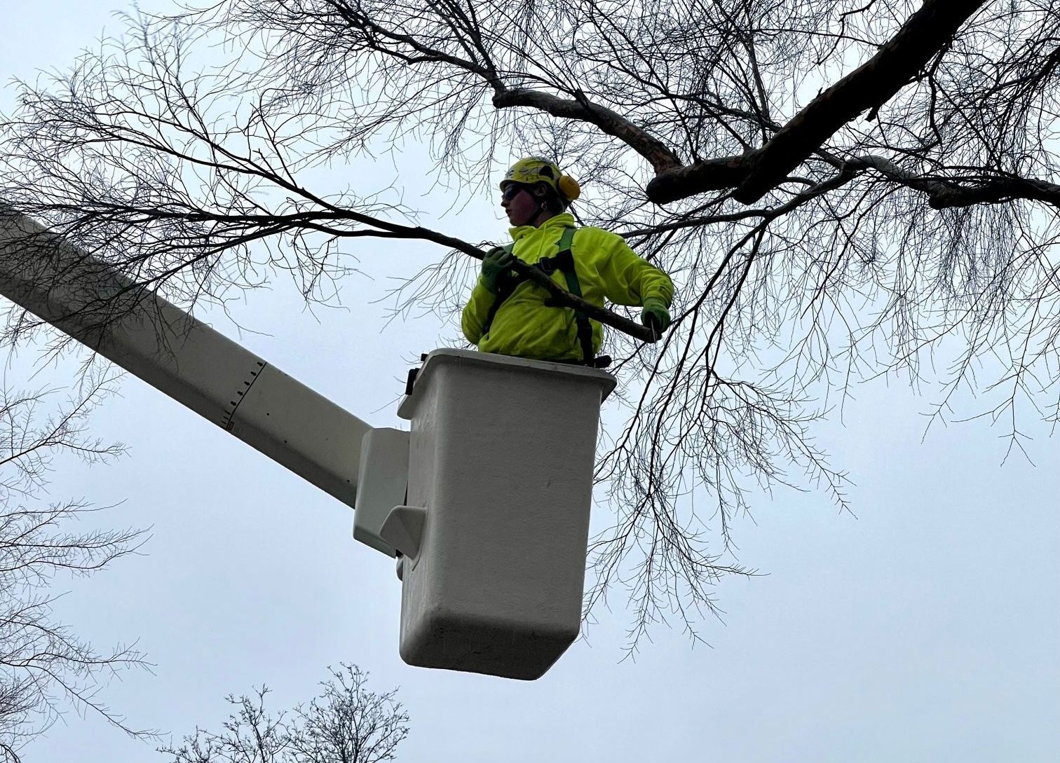 About Trees performing Tree Pruning Services
