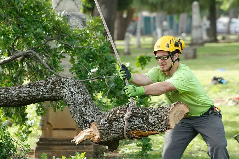 A man in a yellow shirt and safety vest is using a tool to cut down a tree