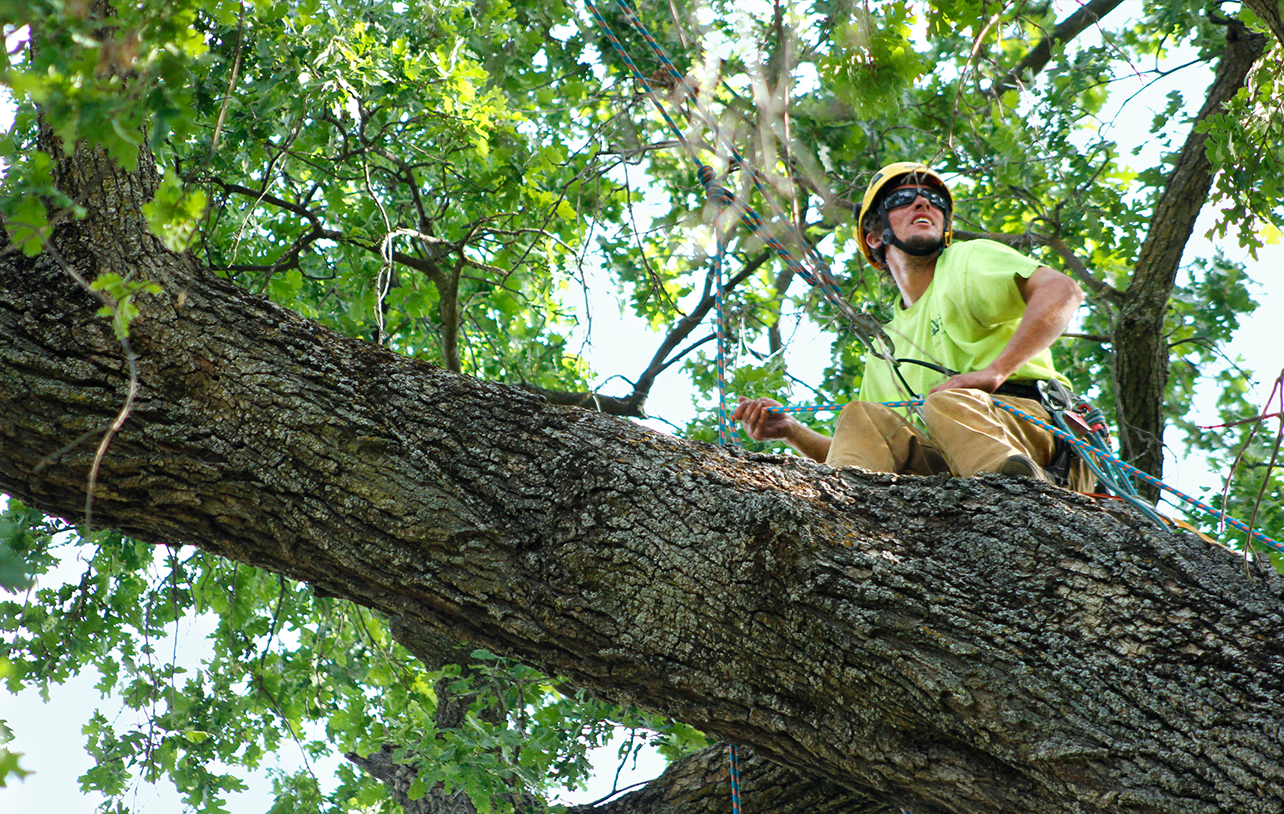Redding CA, tree services provided by About Trees