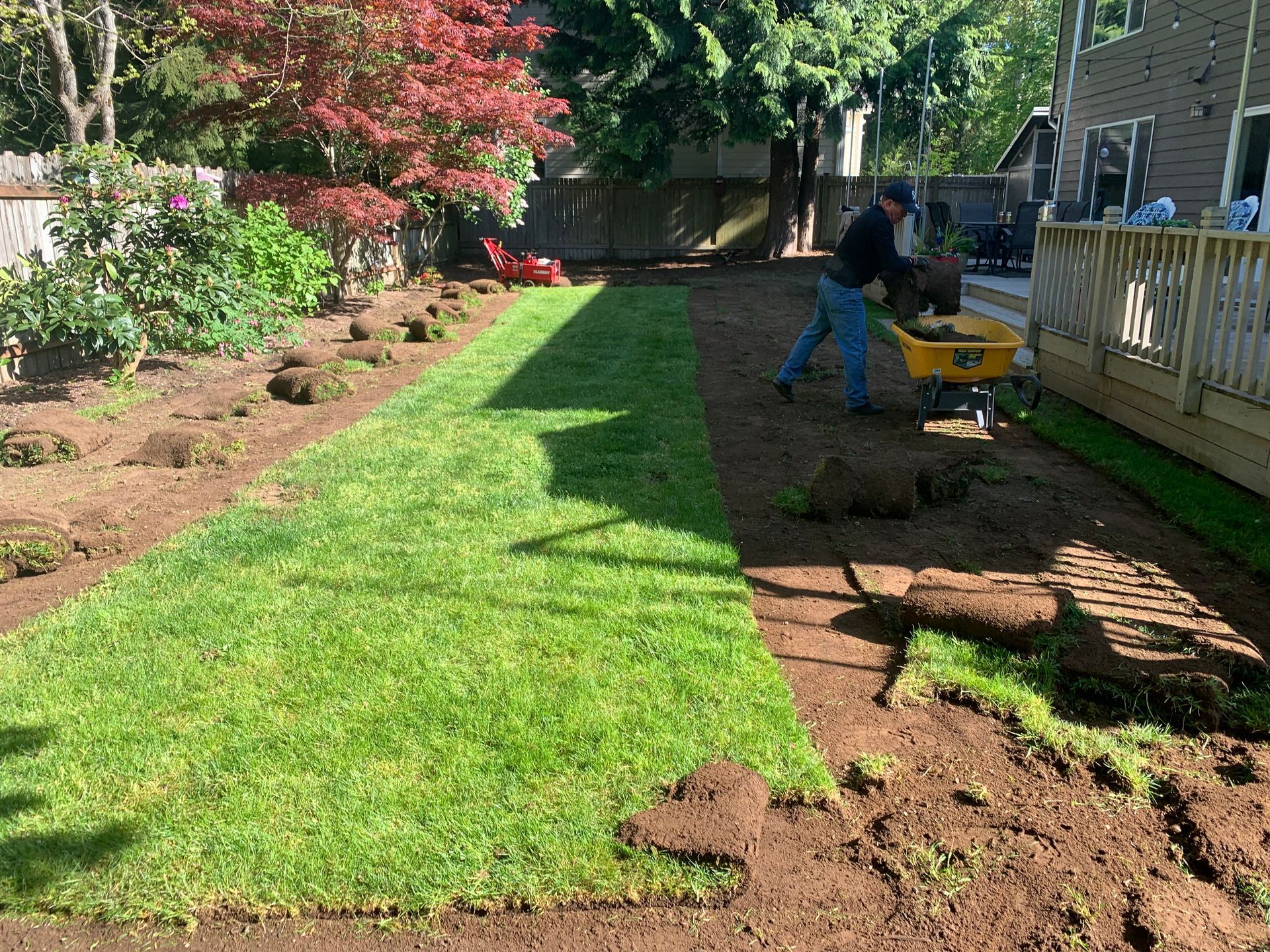 Man laying sod in a backyard, with new grass section beside bare earth.